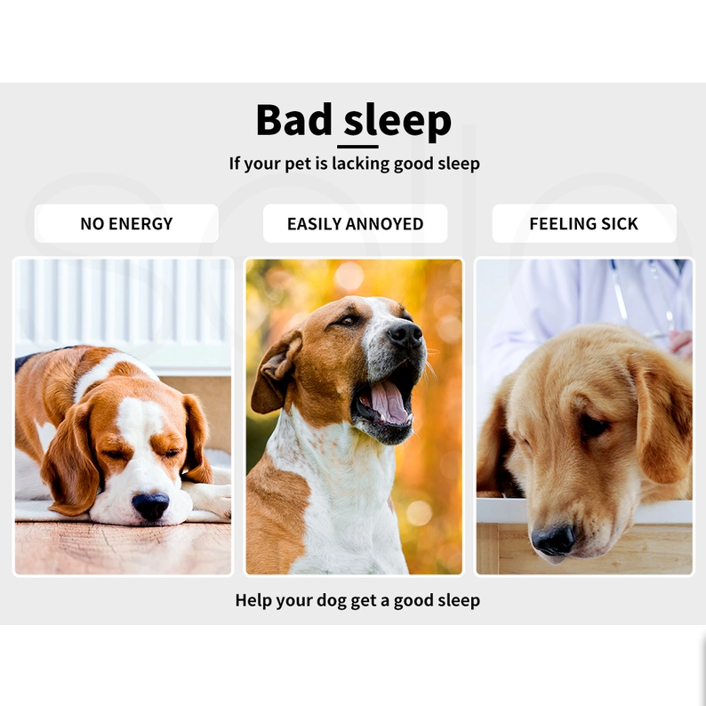 Dog Beds