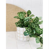 Prime Deal Artificial Trailing Greenery in Pot