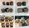 Prime Deal Pots Set Ceramic Clay Pottery Pots Succulent Flower Planter Draining Hole(Style 02# 4 Pots Set)