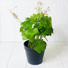 Prime Deal Artificial Clover in Pot - 35cm