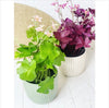 Prime Deal Artificial Clover in Pot - 35cm