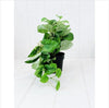 Prime Deal Artificial Trailing Greenery in Pot