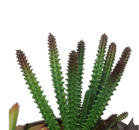 Prime Deal: Potted Artificial Succulents with Round Decorative Bowl (19cm)